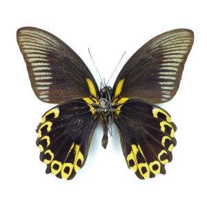 PAPILIO DEIPHOBUS